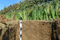 hu11-haplic-luvisol-pantosiltic-aric-cutanic-humic-bathycalcic